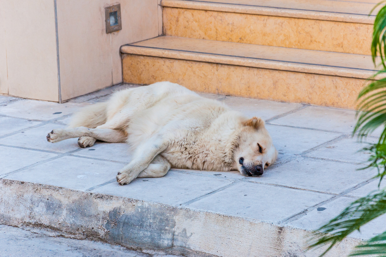 what-are-the-first-signs-of-hip-dysplasia-in-dogs