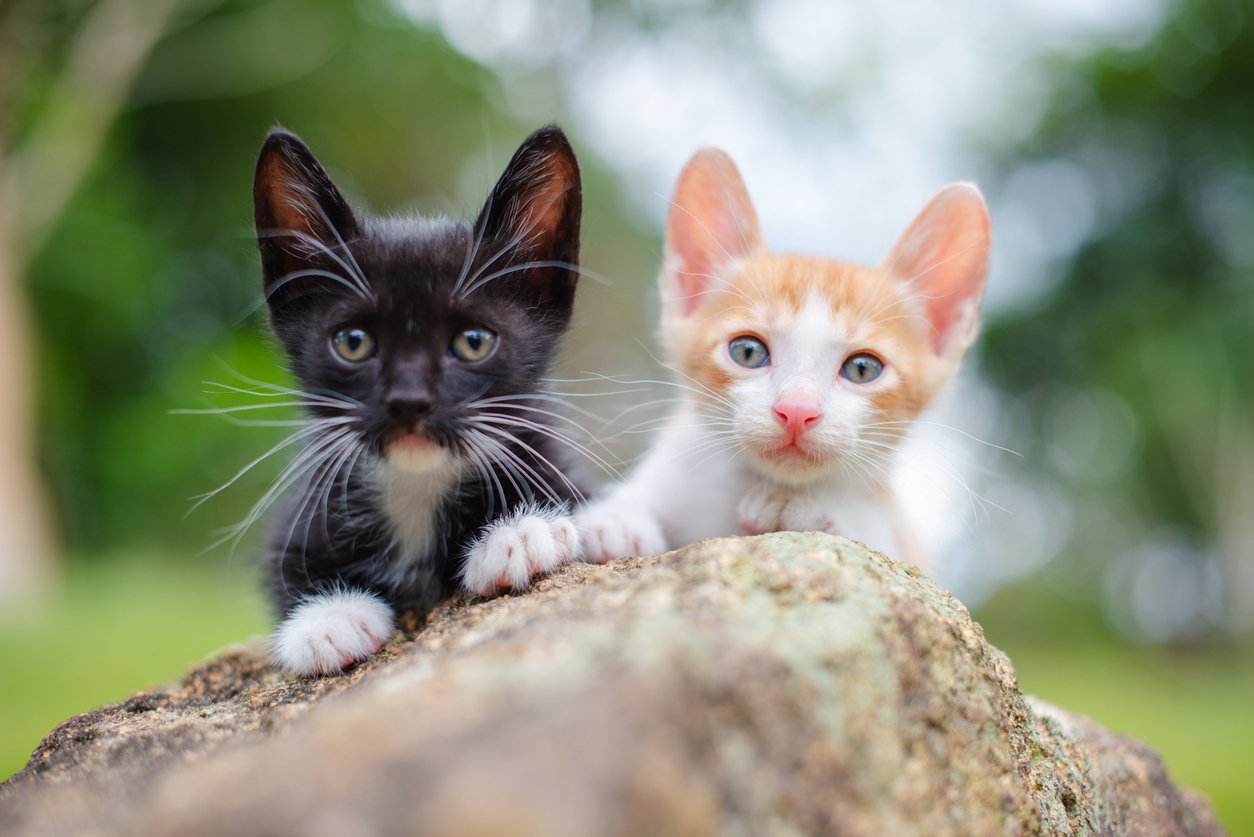what-you-need-to-know-about-a-cat-spay