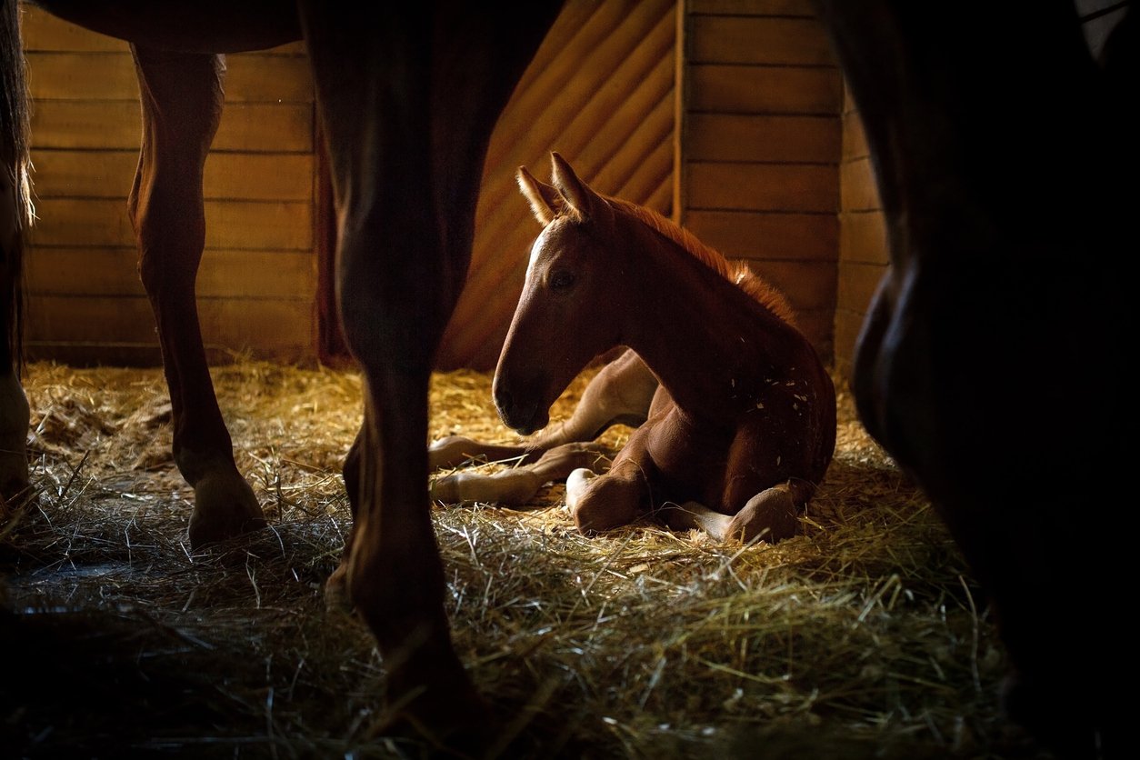 young-horse-essentials